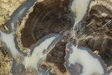 Petrified Wood (Schinoxylon) Limb Section - Blue Forest, Wyoming #371071-1